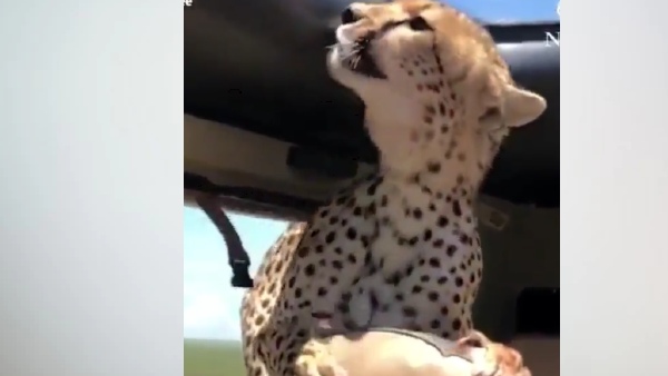 दुनिया में कितनी है चीतों की संख्या दुनिया में कितनी है चीतों की संख्या