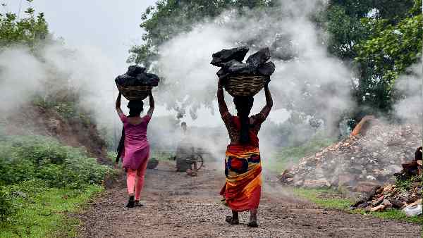 पौधों का जीवाश्म है कोयला पौधों का जीवाश्म है कोयला