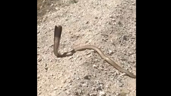 पहले शॉट में बचा कोबरा