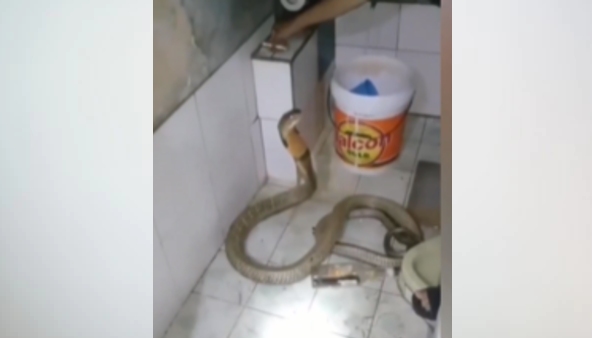 बाथरूम में कोबरा को बिठाया