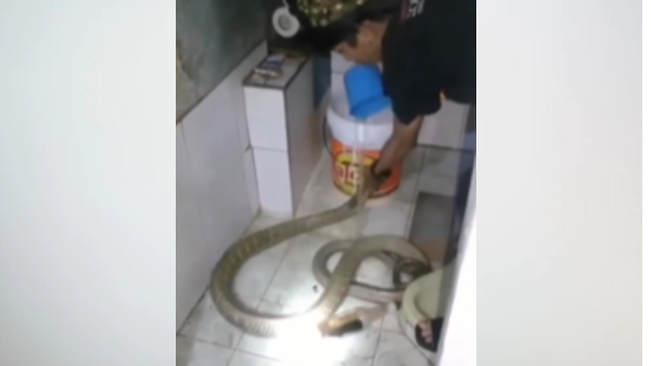 गुस्से में आया 'किंग'