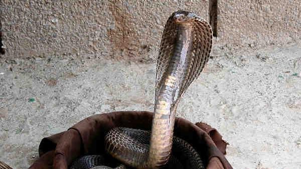 न्यूरोटॉक्सिक जहर है खतरनाक