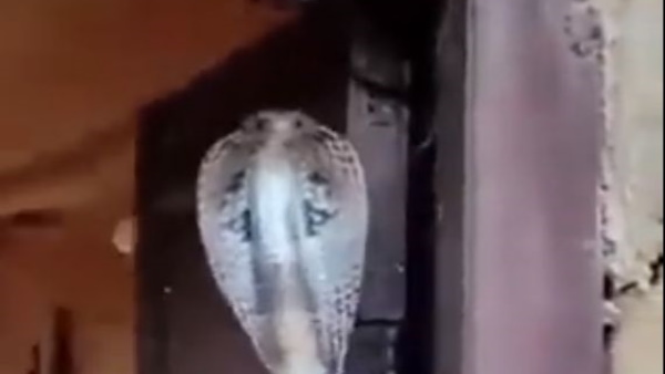 फन फैलाए घर की रखवाली करता आया नजर 