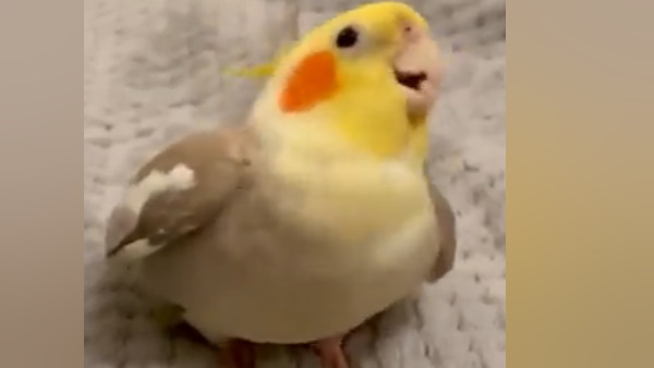 सिर हिलाते हुए थिरकते हुए मुंह से की बीटबॉक्‍स 