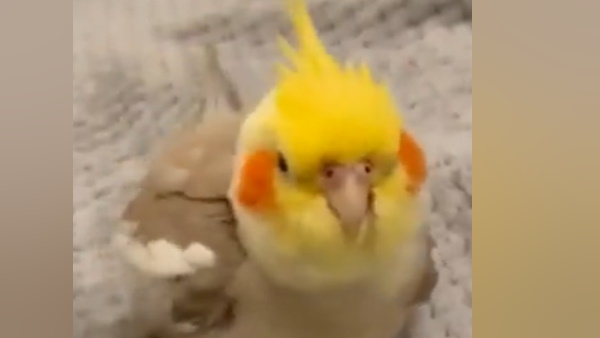 टैलेंट ने किया लोगों को हैरान 