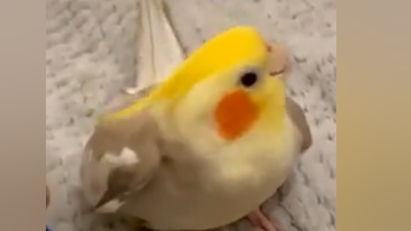 पक्षियों में भी होता है गजब का टैलेंट