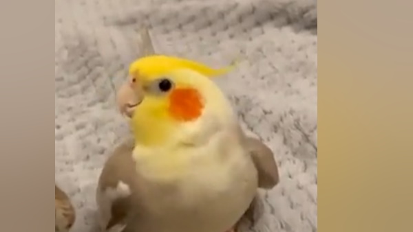 तोते के परिवार में आने वाले कॉकटेल पक्षी नकल करने में होते हैं माहिर 