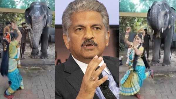 टेंपल एलिफेंट से नए साल की शुभकामनाएं 