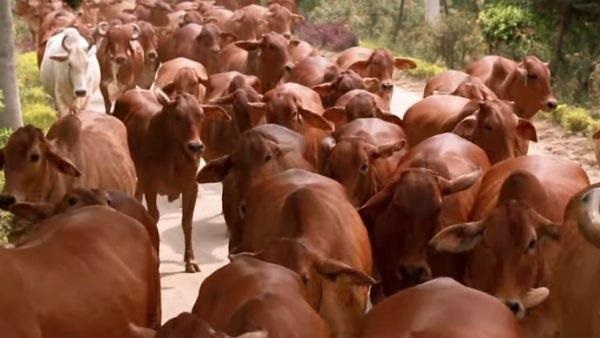 चारा छोड़ने के बाद डॉक्टरों के पास गाय लेकर पहुंचे महेश्वरन