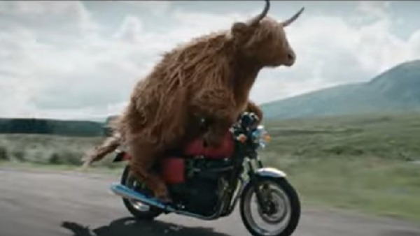 Cow on Bike Cow on Bike