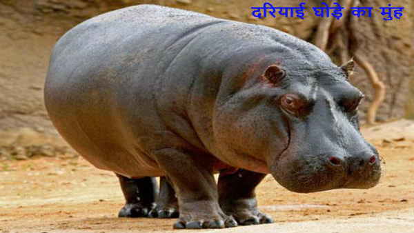 दरियाई घोड़ा सबसे महंगा