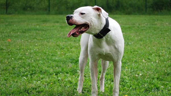 किस नस्ल का था कुत्ता?