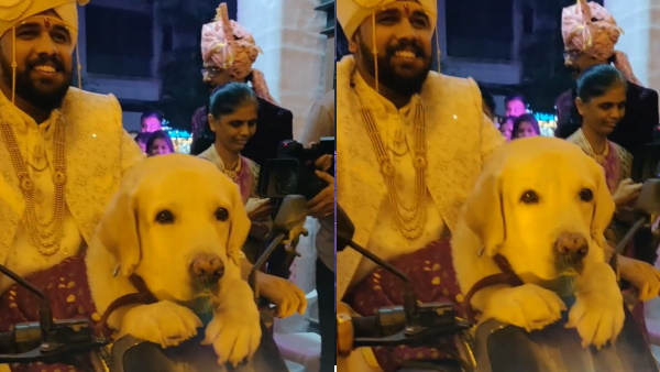 लैब्राडोर रिट्रीवर डॉग को बाइक पर बिठाकर शादी में पहुंचा लैब्राडोर रिट्रीवर डॉग को बाइक पर बिठाकर शादी में पहुंचा