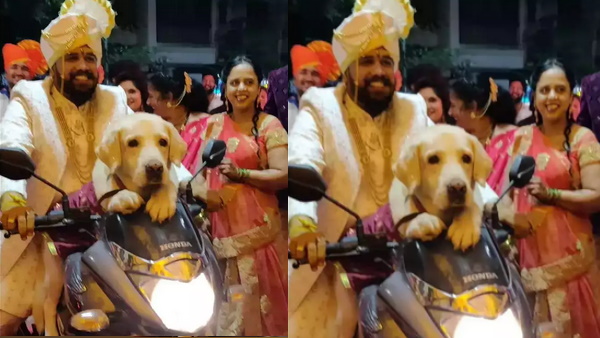 शहबाला बना डॉग शान से बाइक पर सवारी करता आया नजर शहबाला बना डॉग शान से बाइक पर सवारी करता आया नजर