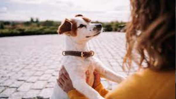 इंसान का सबसे अच्छा दोस्त? इंसान का सबसे अच्छा दोस्त?