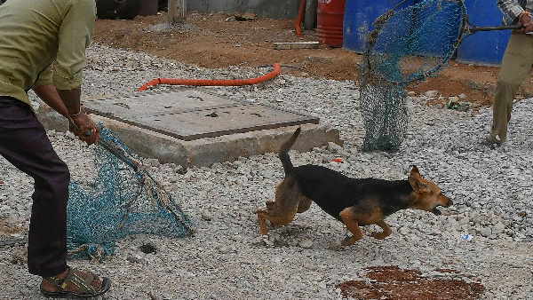 चखना नहीं था तो शराब के साथ चबा गए कान और पूँछ चखना नहीं था तो शराब के साथ चबा गए कान और पूँछ