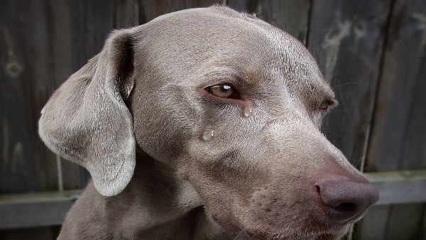 कुत्तों के साथ क्रूरता आम कुत्तों के साथ क्रूरता आम