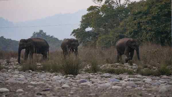 'नए साल में हाथियों से सीखें जीवन जीने का तरीका' 'नए साल में हाथियों से सीखें जीवन जीने का तरीका'