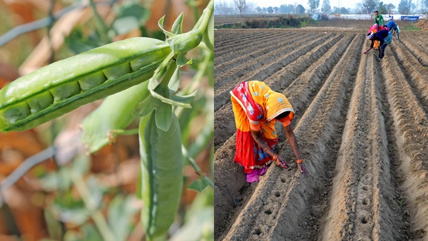 सर्टिफाइड बीज तैयार करने का भी है तरीका सर्टिफाइड बीज तैयार करने का भी है तरीका