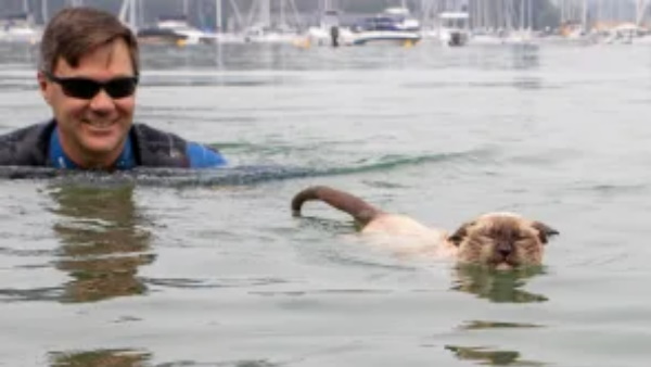 बिल्ली बनी सेलेब्रिटी