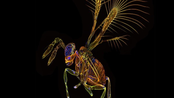 2022 में मिली ये नईं प्रजातियां