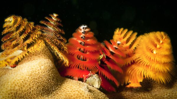 11 नई वनस्पतियों की प्रजाति