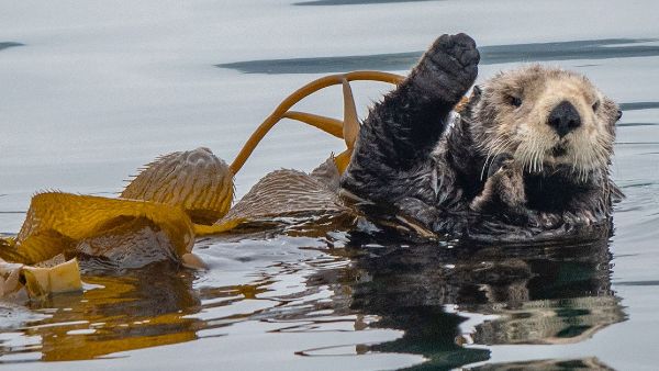 मेढ़क 6, छिपकली 1 , कीड़ों की 19 प्रजाति