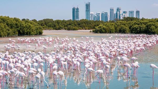 विलुप्ति के कगार पर 1 लाख प्रजातियां