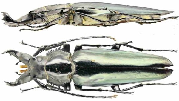 ततैया की 85 प्रजाति