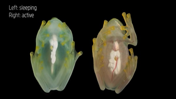 कहां पाया जाता है ये?