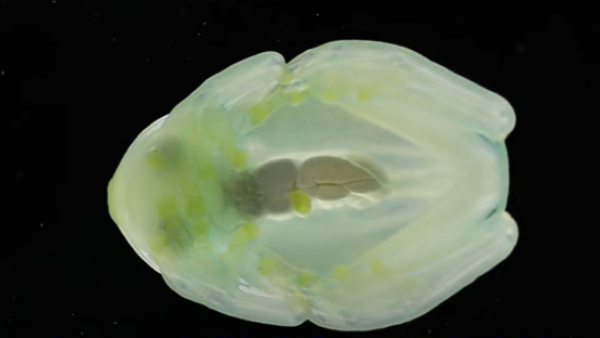 शिकारियों से बचने का जुगाड़