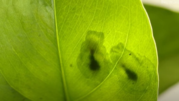 खून को लीवर में कर लेते हैं जमा