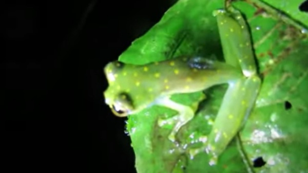 लीवर में करता है फिल्टर