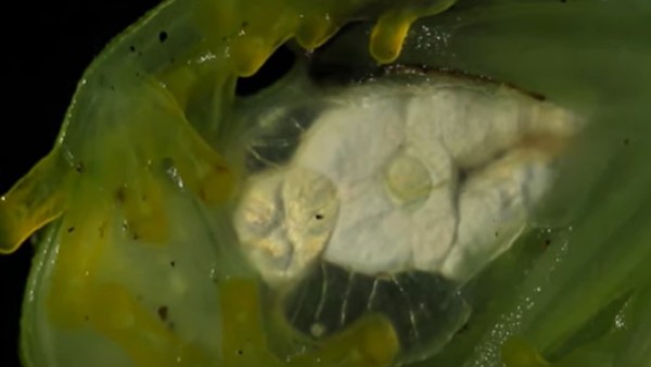 कैसे बचाएगा इंसानों की जान?