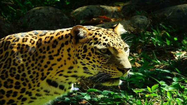 कॉलेज कैंपस में फैली तेंदुए की दहशत