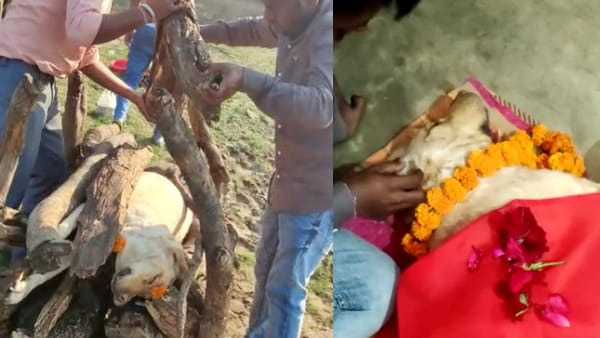 हर्बल पार्क घाट पर कुत्ते का अंतिम संस्कार