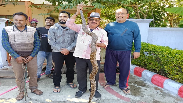 बालक छात्रावास में करीब 12 फीट का खतरनाक अजगर पहुंच गया बालक छात्रावास में करीब 12 फीट का खतरनाक अजगर पहुंच गया