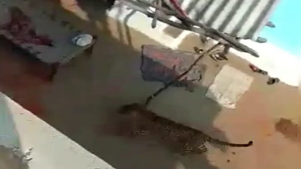 तेंदुआ तेंदुआ