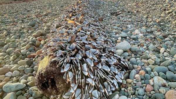 पेड़ के तने पर अजीब चीज