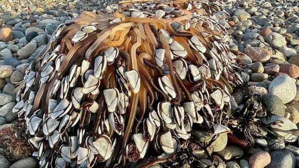 घर आकर किया गूगल