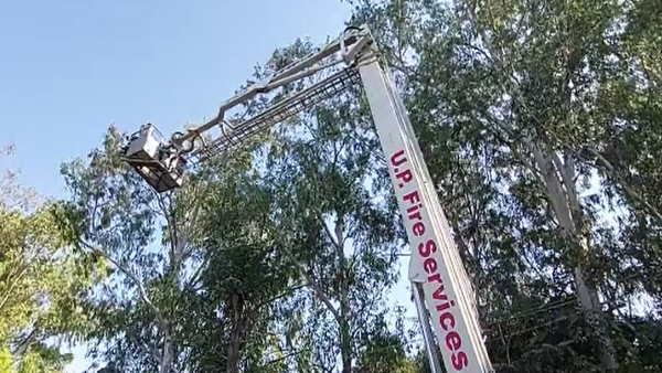 कितना खतरनाक होता है चाइनीज मांझा कितना खतरनाक होता है चाइनीज मांझा