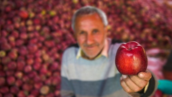 शक्तिशाली सेब लॉबी नाराज 