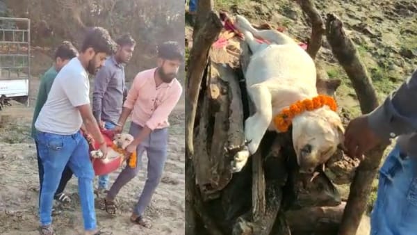 अनोखा प्रेम देखकर लोग कर रहे तारीफ