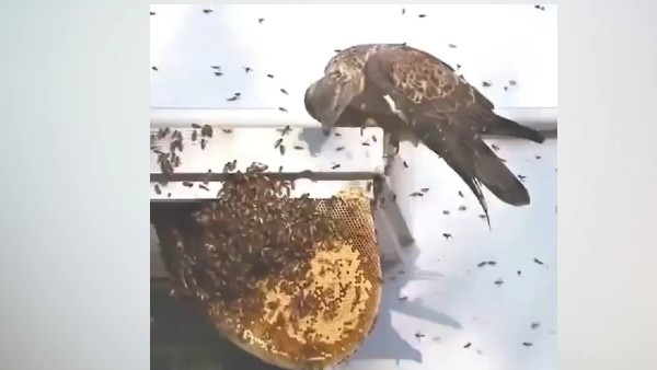 पक्षी को थी खाने की तलाश