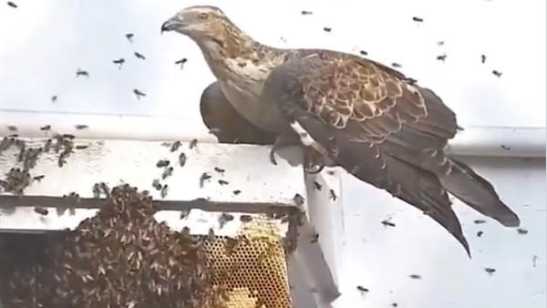 'ये तो प्रकृति का नियम है'