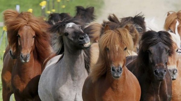 चारे की कमी से हुई घोड़ों की मौत