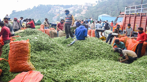 जिले में 3 लाख टन से ज्यादा मटर का उत्पादन जिले में 3 लाख टन से ज्यादा मटर का उत्पादन