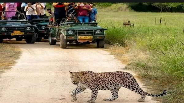 jaipur laipard 