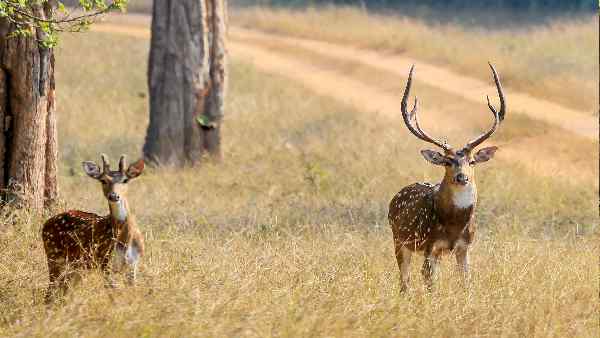 jharkhand-soil-of-69-percent-forests-unsuitable-for-the-growth-of-plants-report jharkhand-soil-of-69-percent-forests-unsuitable-for-the-growth-of-plants-report