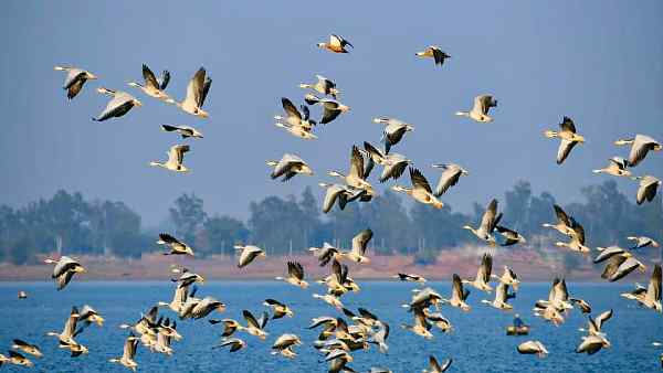 झारखंड में कुल 29.61% जंगल झारखंड में कुल 29.61% जंगल